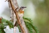 Rufous-banded Honeyeater